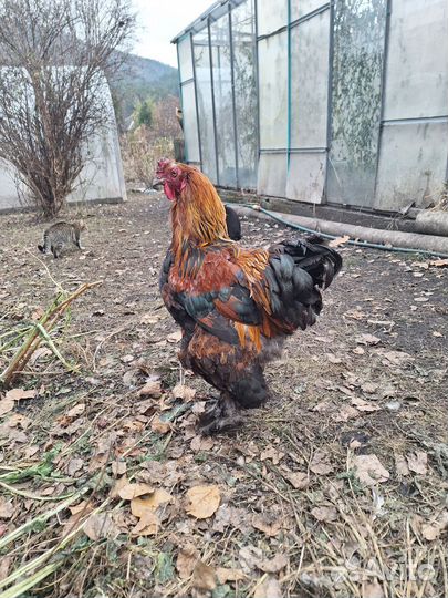 Куры петухи