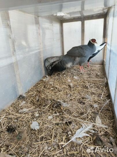 Крупный Фазан Синий ушастый самец 2 года