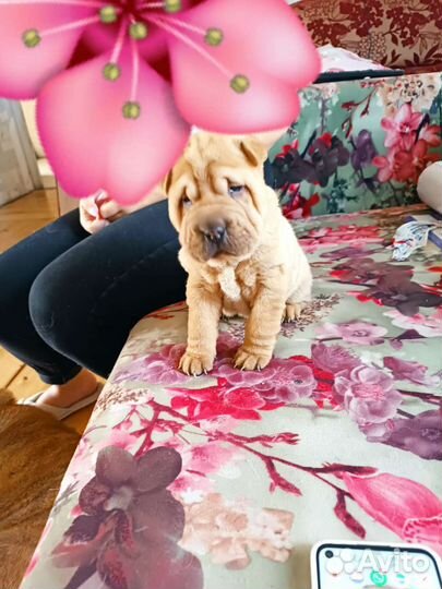 Щенки шарпея