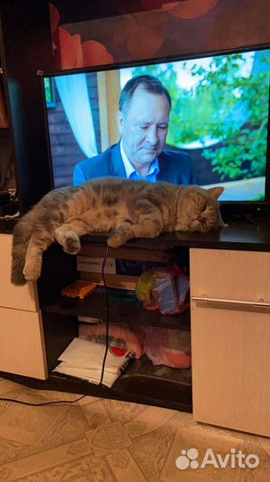 Кот на вязку