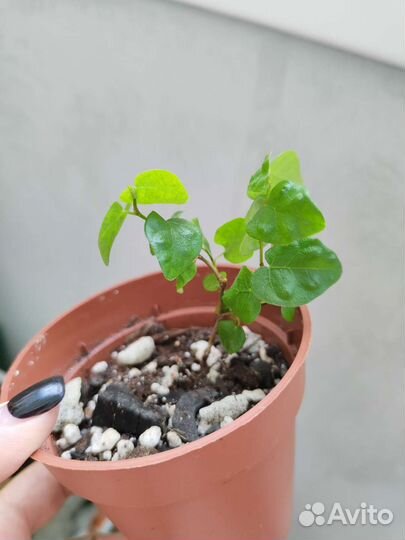 Каменная роза, суккулент, фикус карликовый