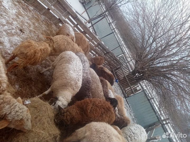 Овцы бараны