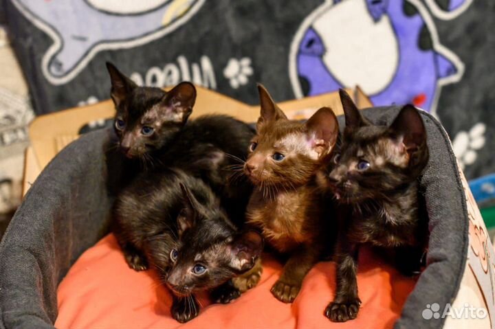 Ориентальные котята