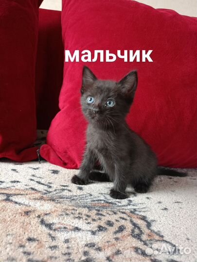 Котята