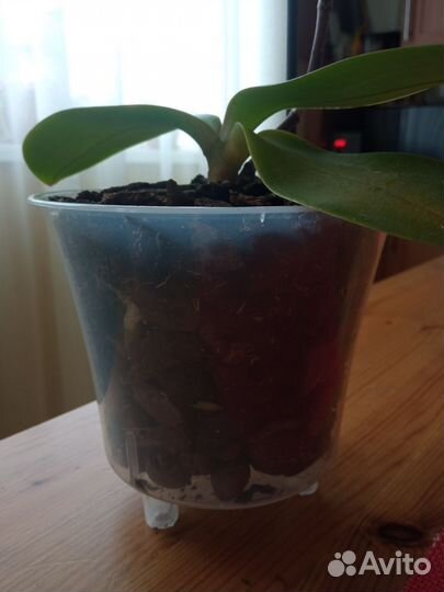 Орхидея фаленопсис Буэнос-Айрес