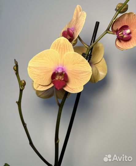 Орхидея фаленопсис