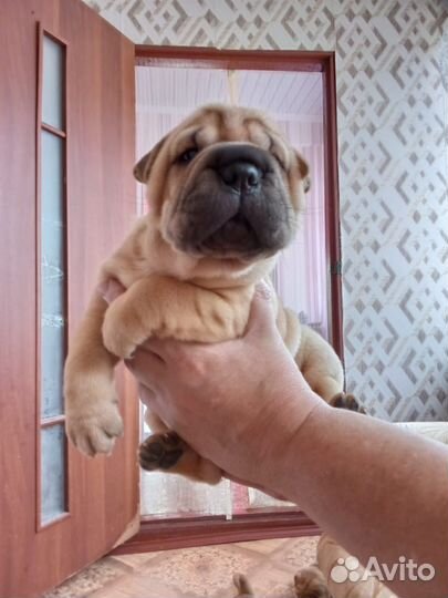 Щенки шарпея