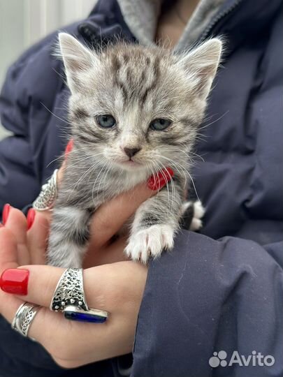 Котята бесплатно