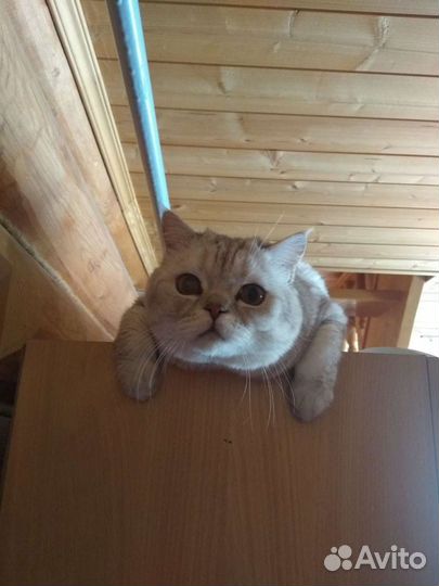 Передержка кошек. Приют для кошек