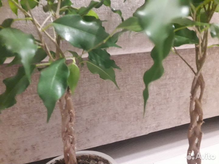 Фикус Бенджамина