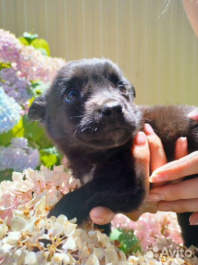 Собаки бесплатно в добрые руки щенки