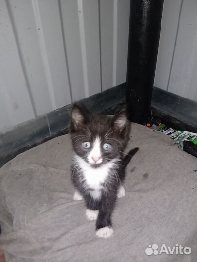 Котенок мальчик бесплатно