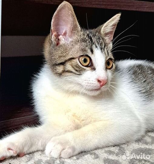 Котенок шалун 3 мес в добрые руки