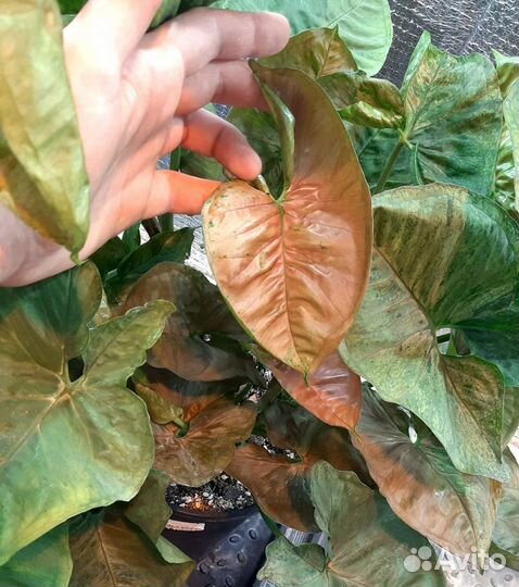 Сингониум Мария Аллюжн