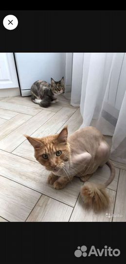 Стрижка собак и котиков