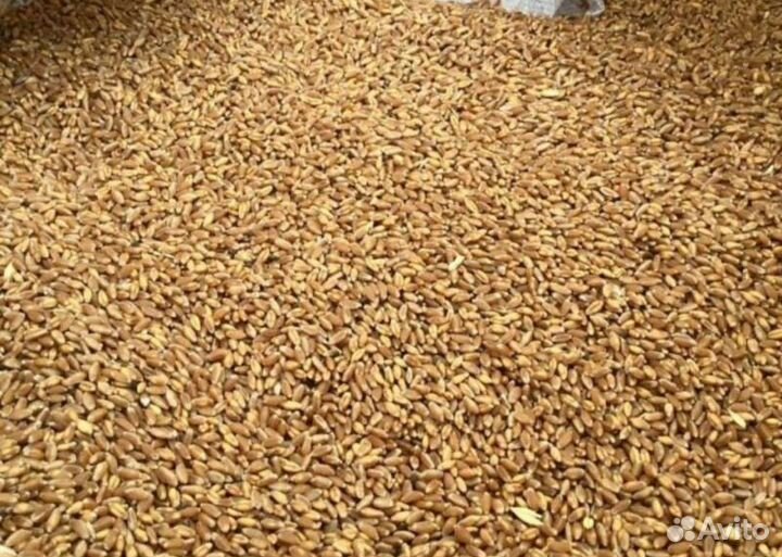 Зерно пшеница ячмень