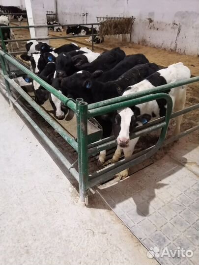 Телята мясной породы бычки