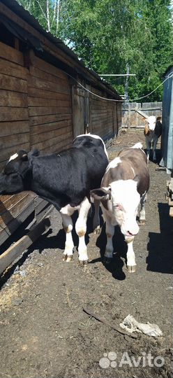 Телята бычки