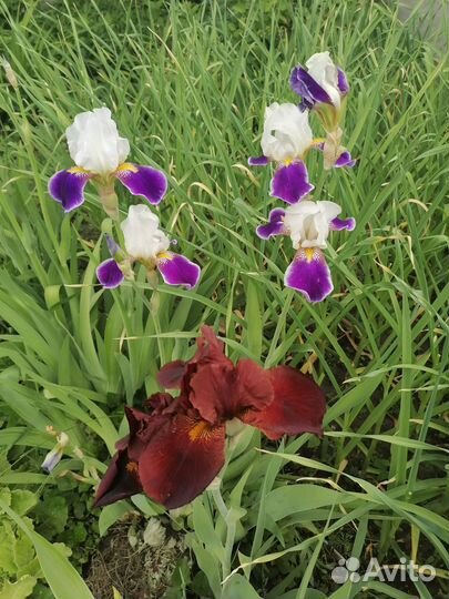 Ирисы