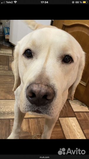 Отдам в добрые руки