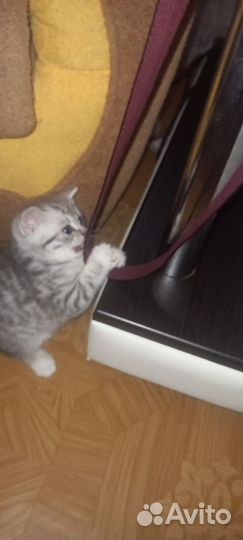 Кошки