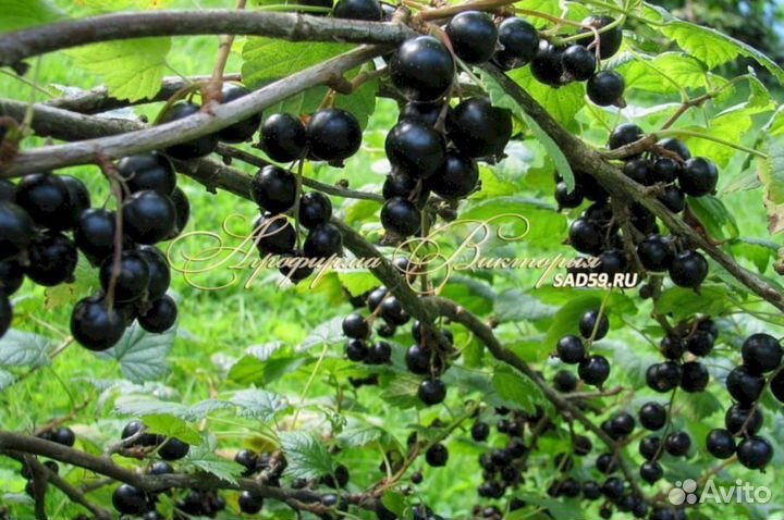 Саженцы черной смородины Экзотика