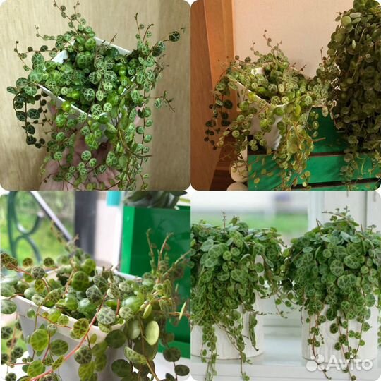 Пеперомия прострата