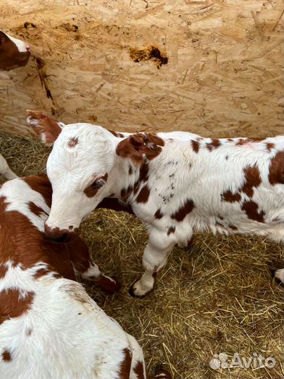 Телята бычки тёлки доставка бесплатная