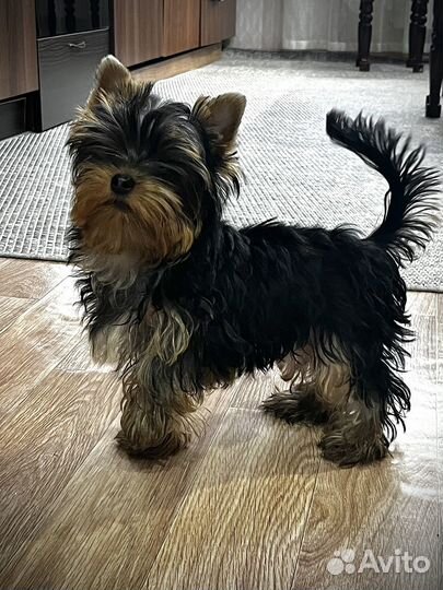 Йоркширский терьер