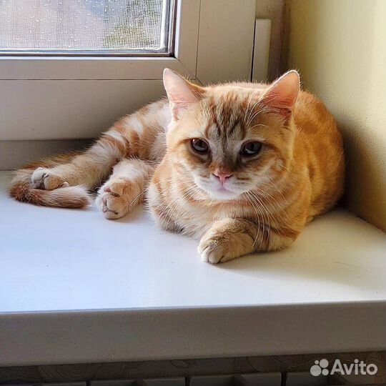 Мальчик на коротких лапках