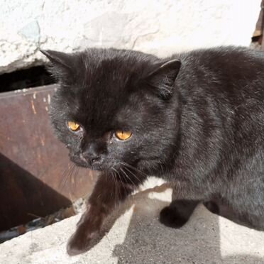 Бурмилла, взрослый кот