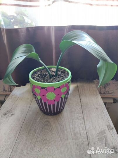 Эухарис амазонская лилия