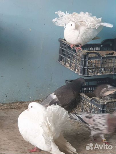Продажа голубей