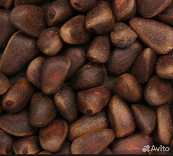 Орех кедровый