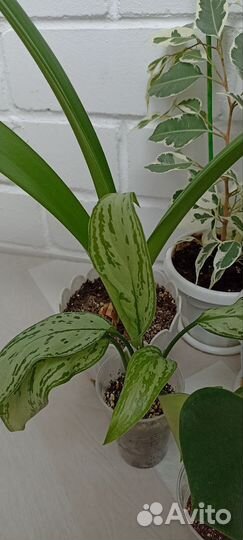 Комнатные цветы