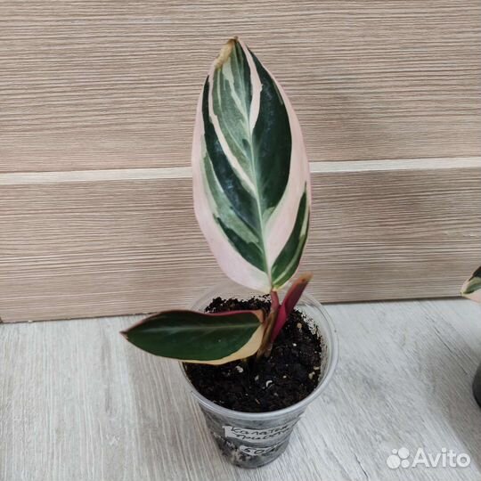 Калатея Триостар