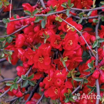 Айва японская средняя Кримсон Энд Голд