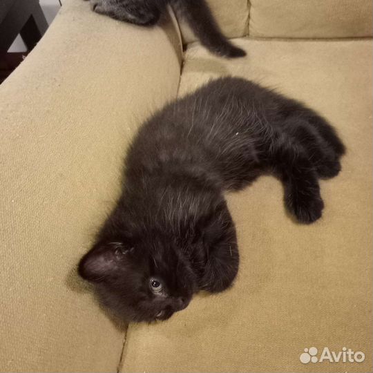 Котодетки в добрые ручки