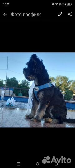 Ищим жену вязка