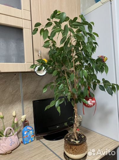 Бенджамина