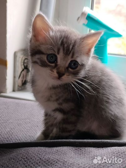 Милые котята