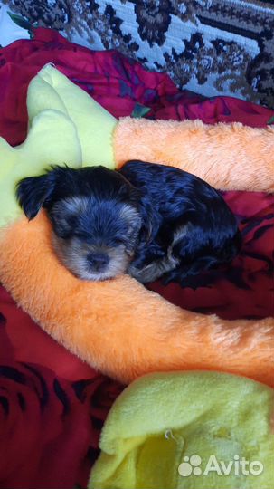 Йоркширский терьер