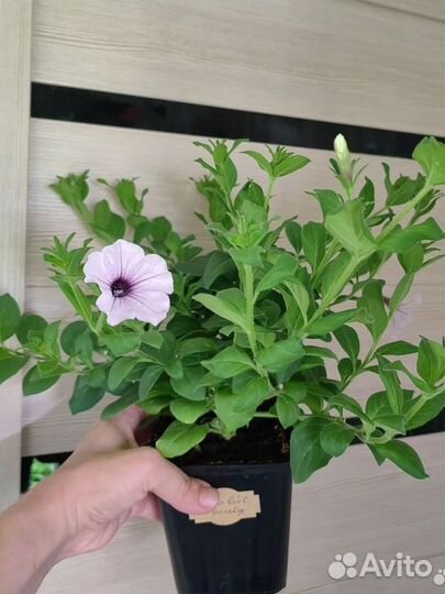 Петуния тайдал вейв сильвер, ред велюр, петхоа