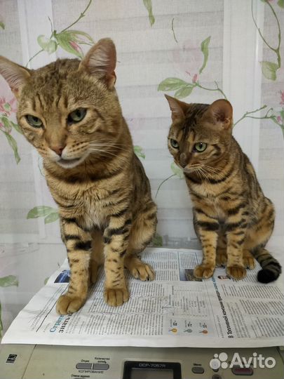 Бенгальские котята