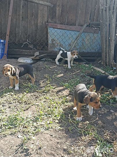 Продам щенков русской пегой гончей