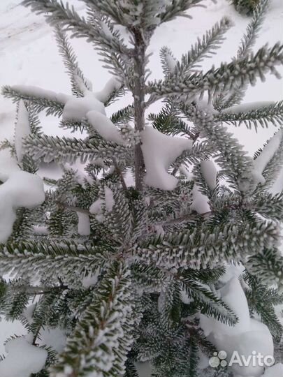 Пихта корейская 130 - 160 см