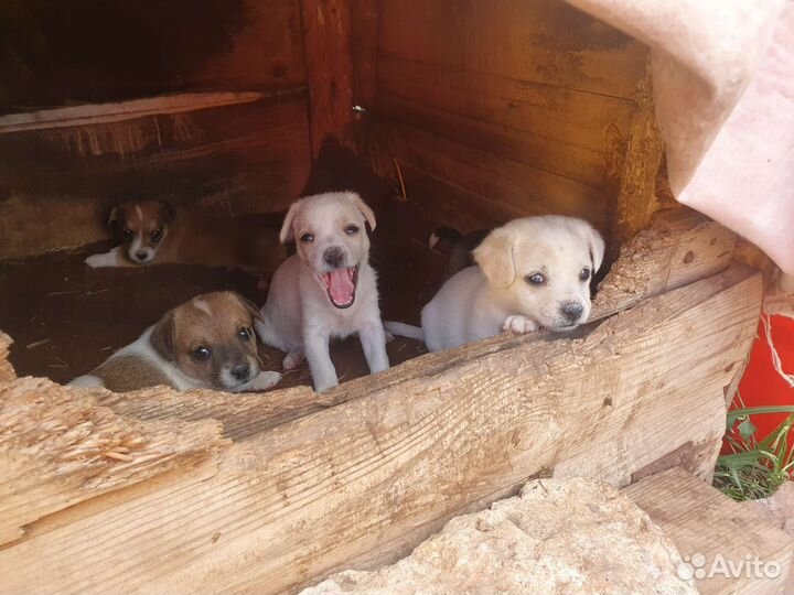 Щенята маленькой собачки