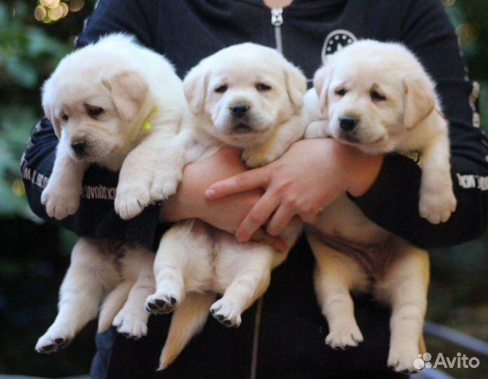 Лабродоры щенки