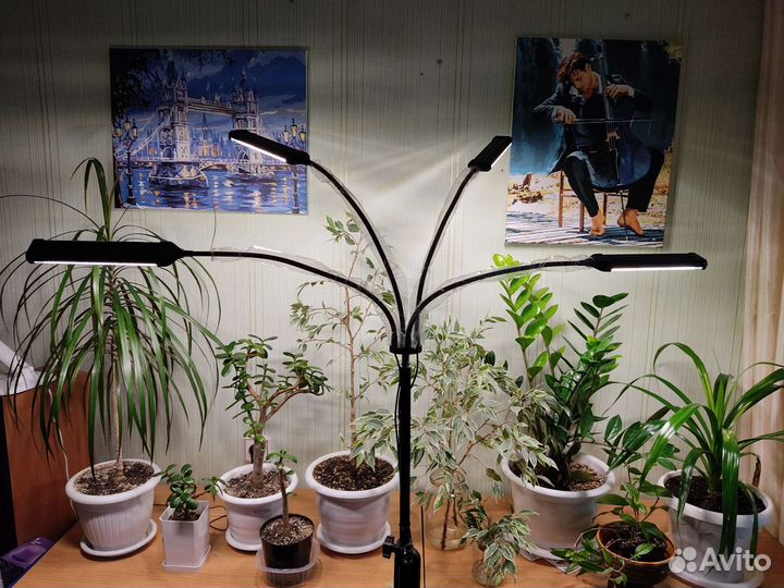 Фитолампа Seveka