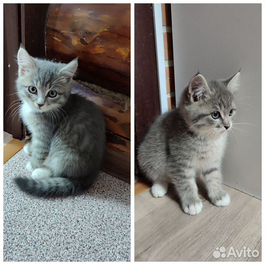 Котята 2 котика в добрые руки